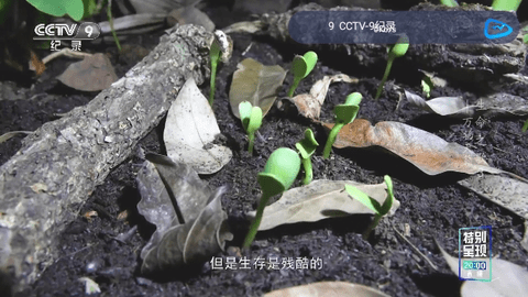 飞流直播截图2