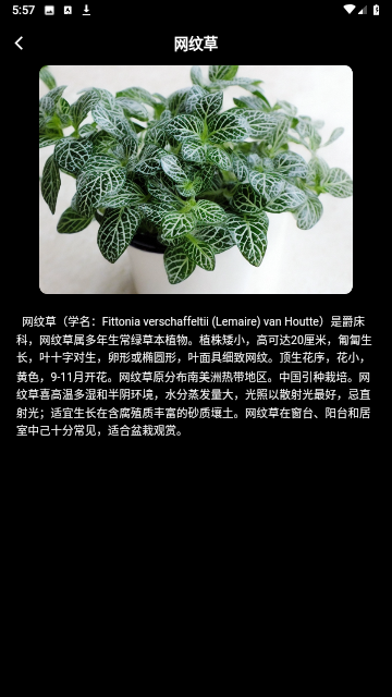 网纹草截图1