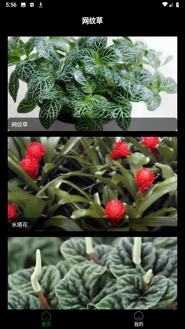 网纹草截图2