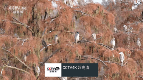 MYTV直播截图3