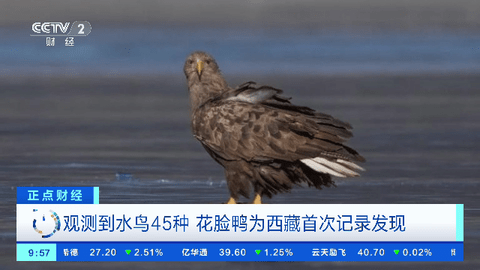 小凯直播截图3